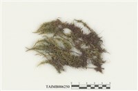 藏品(大葉濕原苔)的圖片